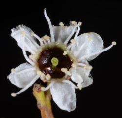 Image: P.B. Heenan © Landcare Research 2015 